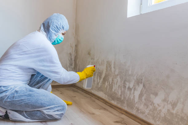 Licensed Basement Mold Remediation service in White Stone, VA - WQB Mold Removal