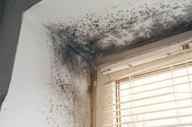 Affordable Basement Mold Remediation solutions in White Stone, VA
