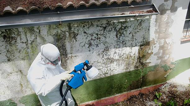 Top rated local Basement Mold Remediation specialists in White Stone, VA